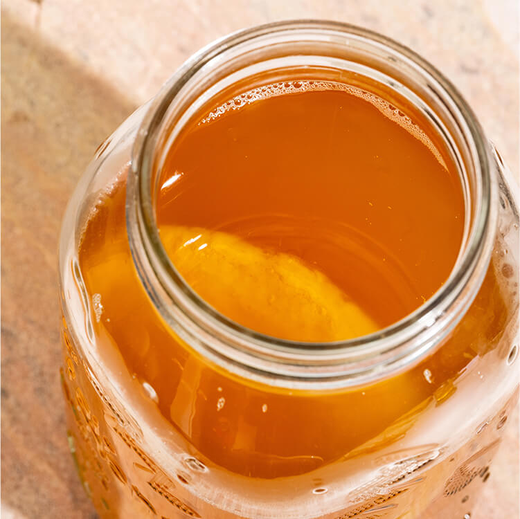 Tree of Tea Kombucha Pilz