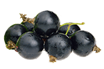 Schwarze Johannisbeeren ins Müsli mixen